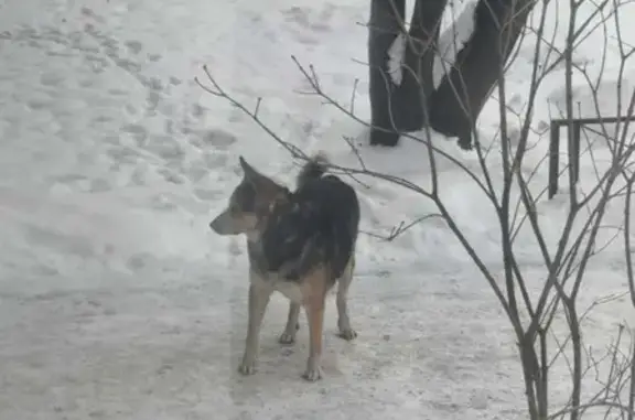 Найдена собака на Варшавской 37 к1