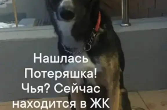 Найдена собака на улице Орджоникидзе, 58А к1, Челябинск