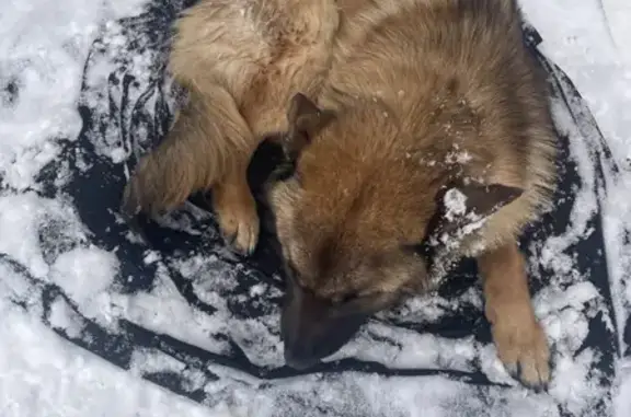 Найден щенок овчарки на ул. Фрунзе, 80, Новосибирск