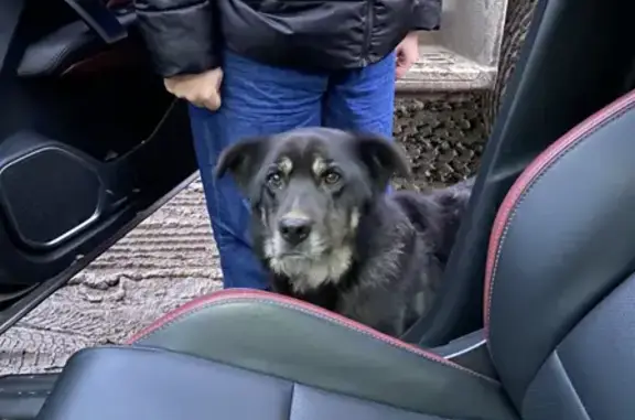 Пропала собака Герда в Ленинградской области