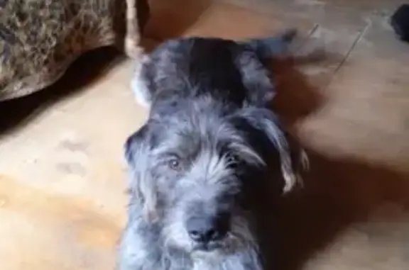 Пропала собака Вася с клипсой 133 и датой 11.05.22 в Московской области