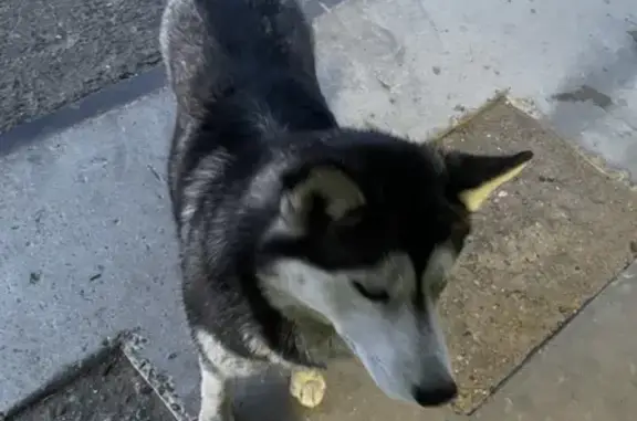 Найдена собака Сибирский хаски на улице Ковыльная, 22 в Чите