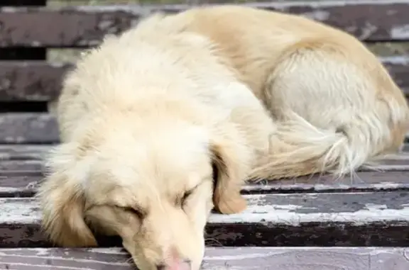 Собака найдена на Кубанской Набережной, Краснодар