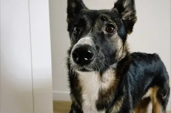 Найдена собака с красным ошейником на Орджоникидзе 64 в Челябинске