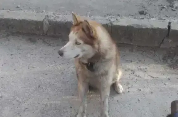 Собака Лайка на Токарной улице, Ростов-на-Дону