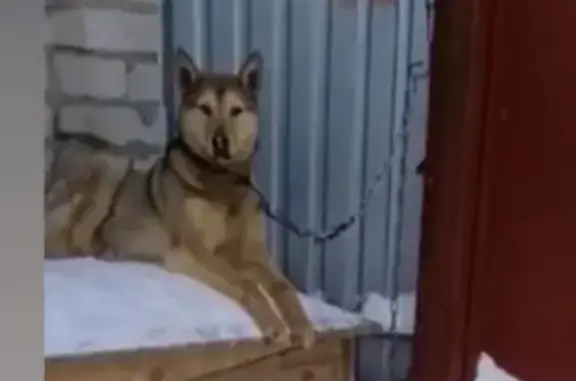 Пропала собака Амур на 1-й Пермской, Казань