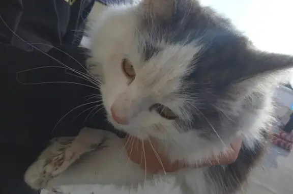 Найдена кошка на улице Базарова, Камышин