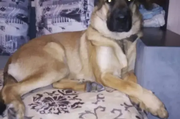 Пропала крупная беременная собака на СНТ Мрия в Старом Михайловском
