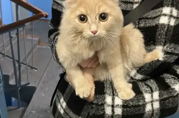Найдена персиковая кошка на Солнечном 14 в Тюмени