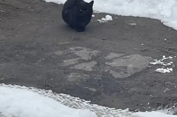Найдена черная кошка на ул. Кауля, 21 в Туле