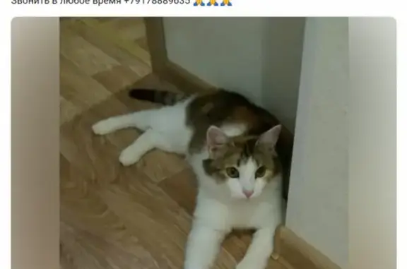 Пропала трехцветная кошка на улице Гончарова, 5 в Лениногорске