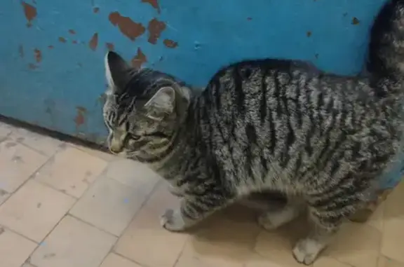 Найден серый кот на улице Говорова, 54, Томск