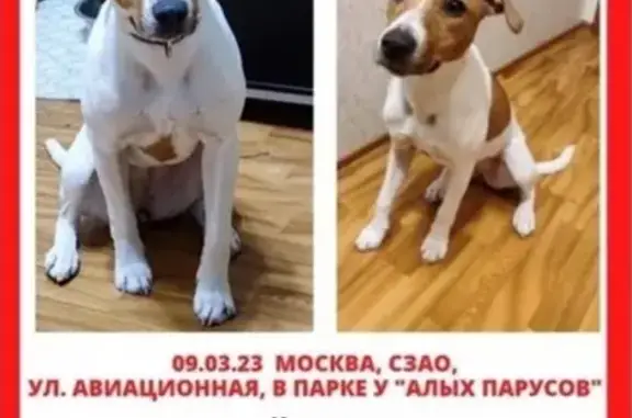 Собака найдена на Авиационной, 24А в Москве