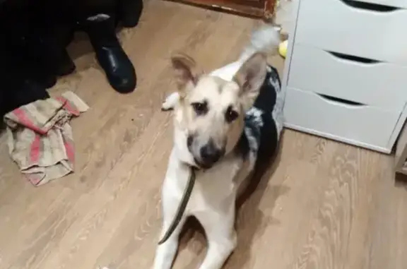 Найдена собака на улице Переходникова, 15 в Нижнем Новгороде
