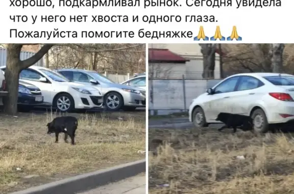 Собака найдена на ул. Тимошенко, 20 к1, Ростов-на-Дону