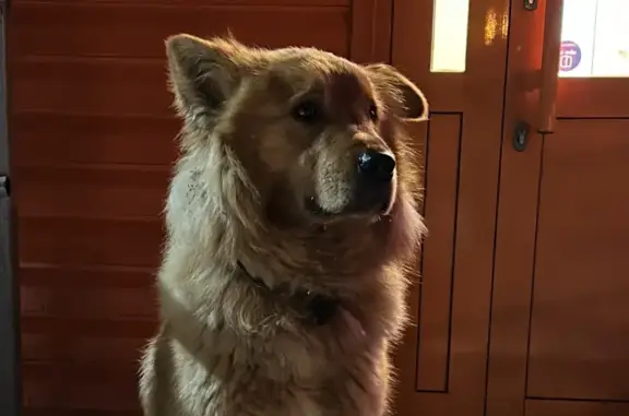 Найдена рыжая собака с ошейником - дом отдыха 