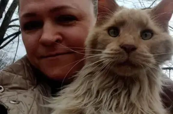 Найдена истощенная кошка Мейн кун на ул. Академика Трубилина, Краснодар