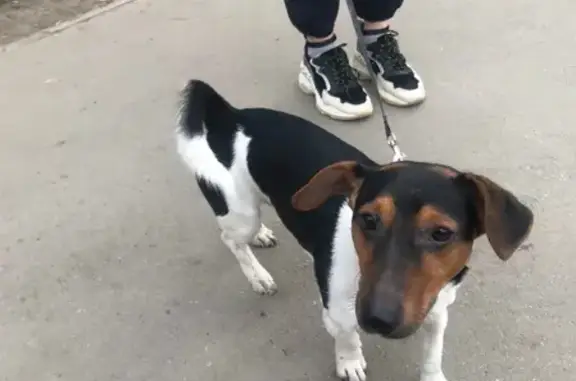 Собака Пес найдена на ул. Вересаева, Ростов-на-Дону.