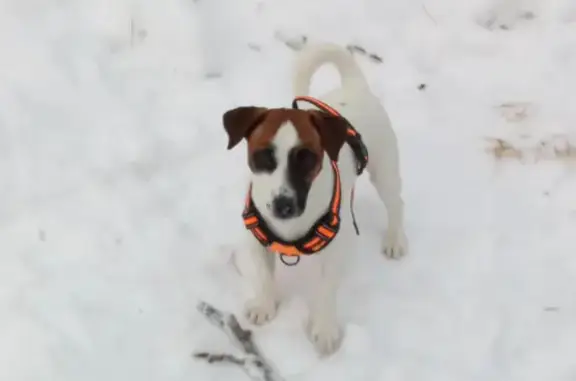 Пропала собака Лакки на Плющихинской, Новосибирск