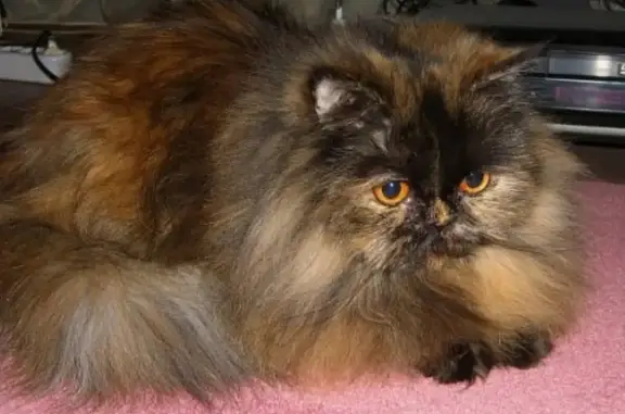 Найдена Персидская кошка на ул. Косарева, Саранск