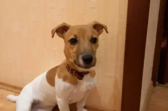 Собаки потеряшки, Нижний Новгород, фото: Потеряшка собака Порода Джек Рассел на Казанском шоссе, 4Б