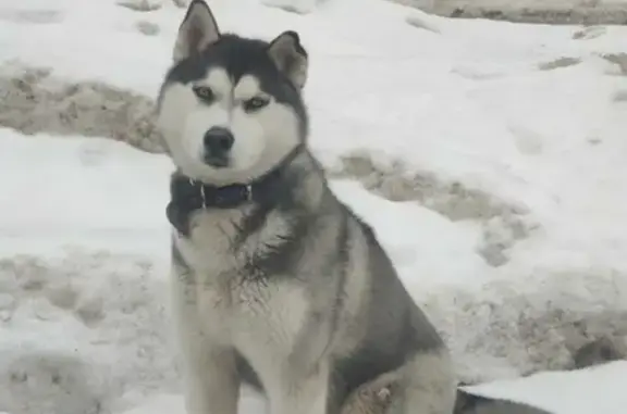 Найдена собака на ул. Победы, Саранск