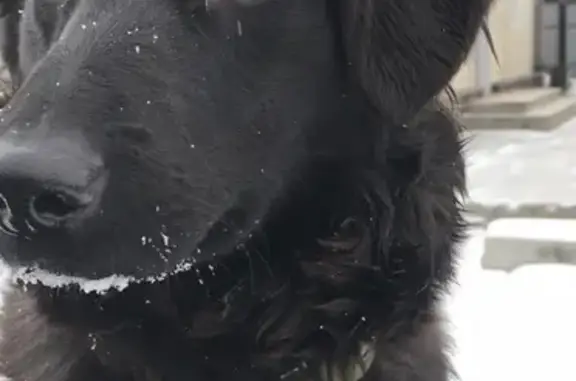 Пропала черная собака в СНТ 