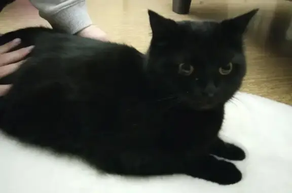 Потерянная чёрная кошка на Молодёжном бульваре, Тверь