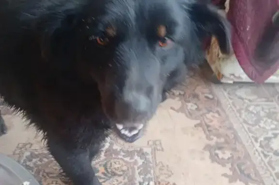 Собака найдена на Садовой, 16 в Большом Камне.