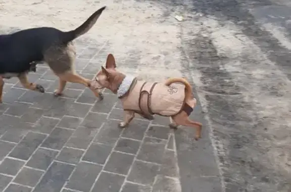 Собака бегает со стаей бездомных на ул. Димитрова, Воронеж