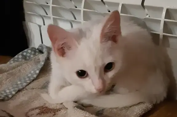 Найдена белая кошка-котенок на 4-й Транспортной, Омск