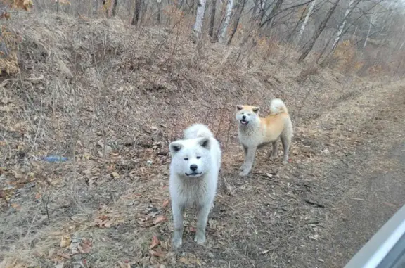 Найдены две собаки породы Акито на трассе Шкотово-Партизанск (адрес: Казанка)