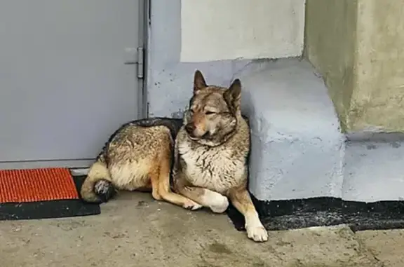 Собака найдена на ул. Дзержинского, 78 в Калининграде.