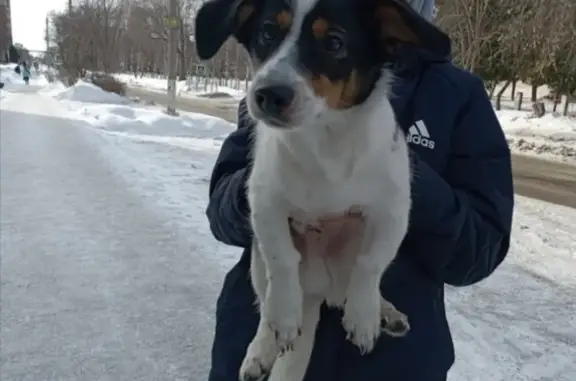 Найден щенок метис на ул. Ленина, 15 в Бердске