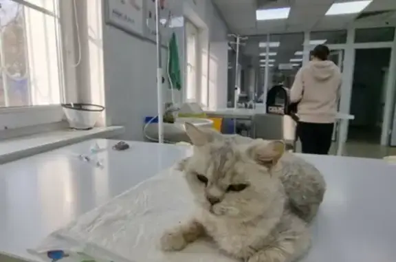 Найдена кошка на Боспорской, Краснодар