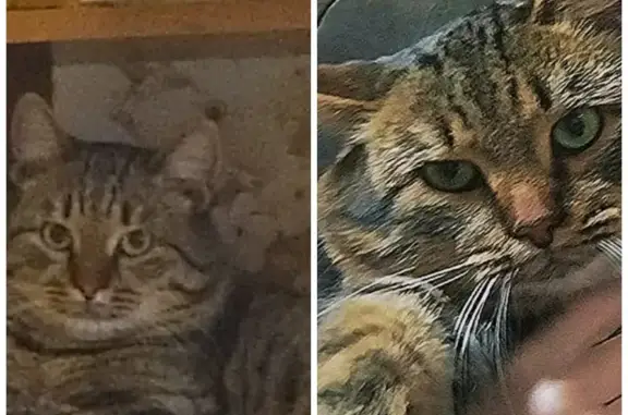 Пропал кот в районе Красного Абакана, нужна помощь