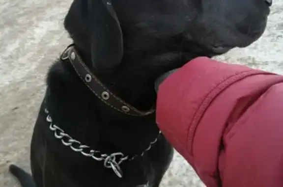 Найдена собака без хозяина в Санкт-Петербурге