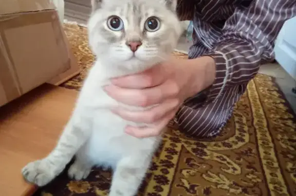 Найдена кошка на ул. Каляева, 44 в Шахтах