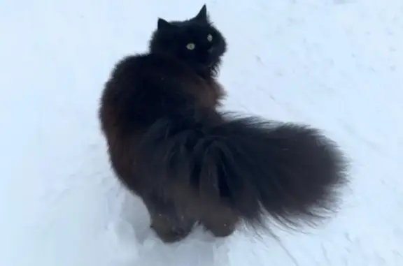 Кошки потеряшки, Набережные Челны, фото: Потеряшка кошка Черный кот в Набережных Челнах