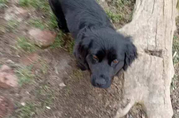 Потерянная собака возле спорткомплекса на Северной улице, Краснодар