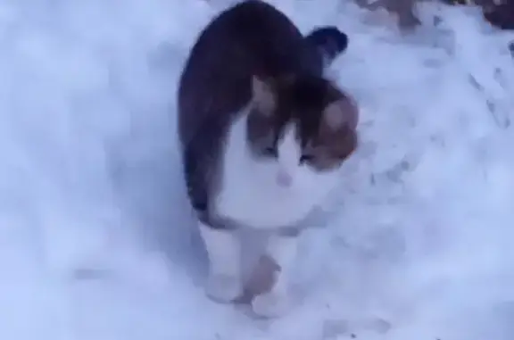 Найдена кошка на Татарской, 33 в Рязани