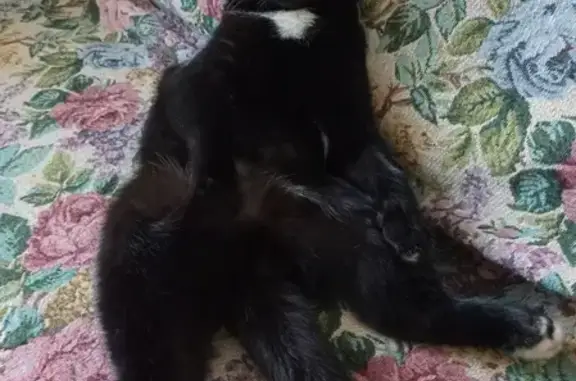 Кошки потеряшки, Ижевск, фото: Потеряшка кот, Черный, 1 год, Колосковый проезд 196, Ижевск