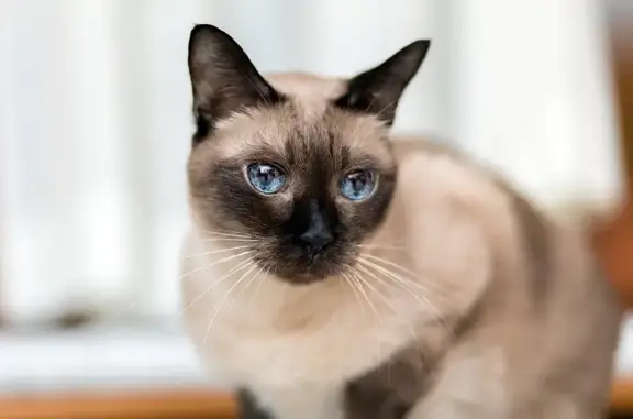 Найдена кошка, Тбилиси, фото: Найдена домашняя кошка на пр-те Царицы Кетеван, Тбилиси