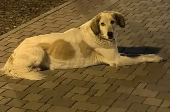 Собака с бордовым ошейником на улице Панагюриште