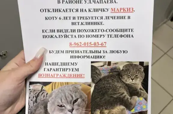 Пропала кошка Маркиз на ул. Чапаева, Ивановское