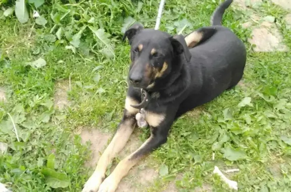 Пропала собака в Коломне: Немецкий пикчер помесь