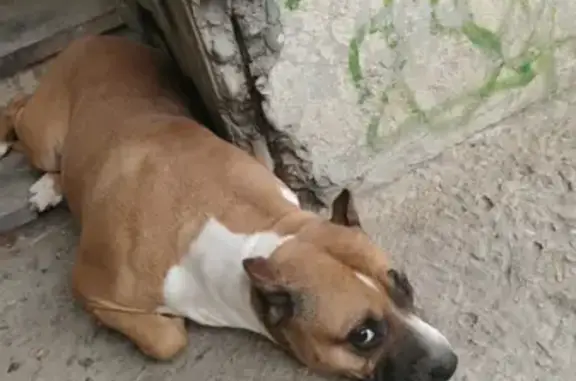 Найдена домашняя собака на Кубанской Набережной, Краснодар