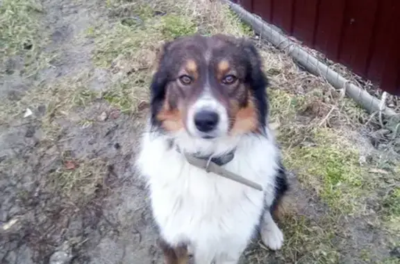 Найдена добрая собака на ул. 30-летия Октября в Ростове