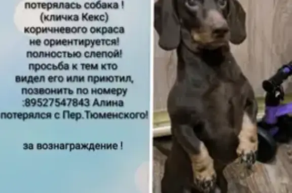 Пропала слепая собака-такса Кекс в Томске на Тюменском переулке, 10