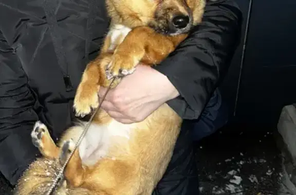 Найдена собака на улице Владимир, 8 мес, проблемы со здоровьем.